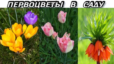 Первые весенние цветы в саду страны Стоковое Фото - изображение  насчитывающей забудьте, садовничать: 169416352