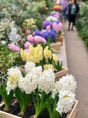 Крокусы, первые весенние цветы в саду Стоковое Изображение - изображение  насчитывающей садовничать, изумлять: 158138775