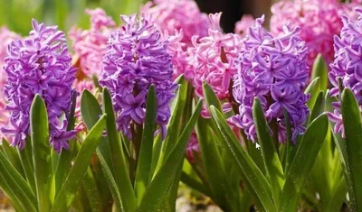 Крокусы, первые весенние цветы в саду Стоковое Изображение - изображение  насчитывающей марш, цветки: 158138725