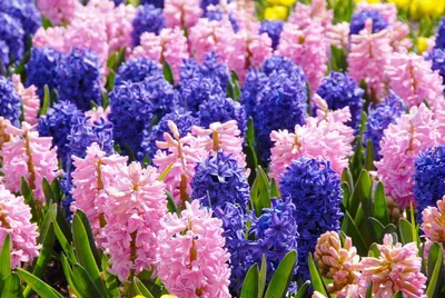 Новости Одессы — первые весенние цветы распускаются в ботаническом саду —  Украина