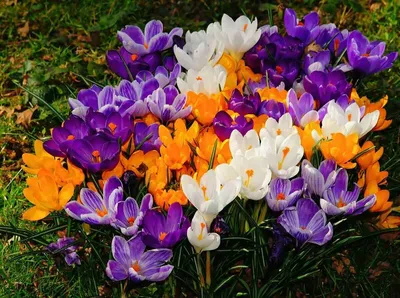 Первые весенние цветы, фото | Сажаем Сад | Plants, Lily garden, Garden bulbs