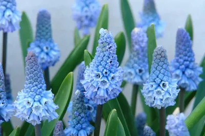 Весна в разгаре: в Одесском ботаническом саду показали первые цветения –  фотогалерея