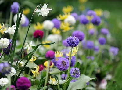 Ранние весенние цветы в саду - 68 фото