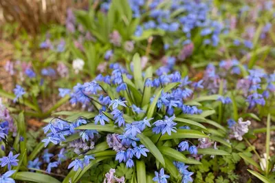 Садовые первоцветы: фото с названиями и описаниями, как выбрать и посадить  растения, цветущие ранней весной | Houzz Россия
