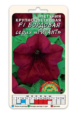 Петуния в саду в Норвегии 🌺