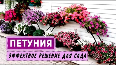 Как высадить петунию в грунт, в кашпо. Как пересадить петунии ЧТОБЫ  ПОЛУЧИТЬ ПЫШНОЕ ЦВЕТЕНИЕ! - YouTube