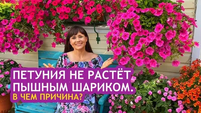 Home garden/Сад, огород, растения дома - Великолепные петунии Натальи  Васильевой #петуния #петунии #цветы #цветочки #цветок #flowers  #flowerstagram #flower #petunias #petunia #ландшафтныйдизайн #ландшафт |  Facebook