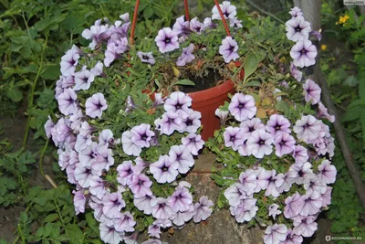 Петуния ампельная (сурфиния) Luy - Bottega Flowers - магазин цветов на  Кутузовском проспекте