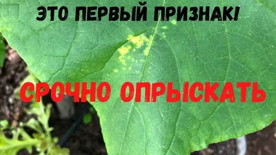 Болезни огурцов - фото, описание и способы их лечения | Агро Сіті