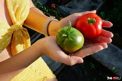Когда пикировать помидоры, как это делать: правила пикировки рассады томатов  - 5 апреля 2023 - 74.ru