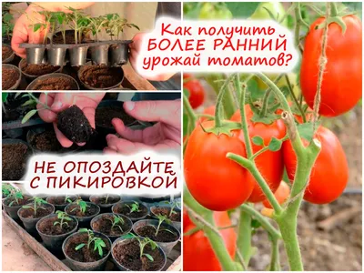 Секреты пикировки томатов – как получить более ранний урожай?