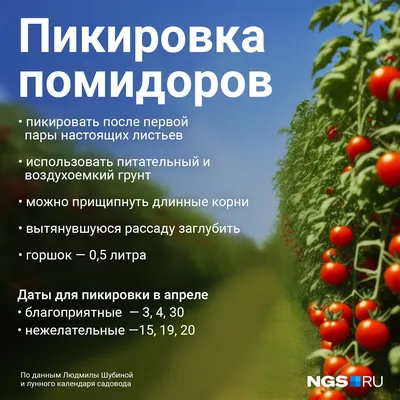 Когда пикировать помидоры, как это делать: правила пикировки рассады томатов  - 26 марта 2023 - НГС