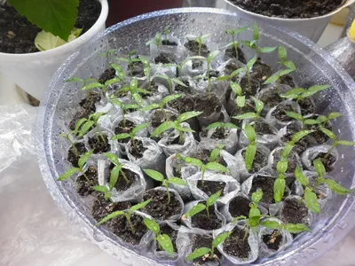 Быстрое выращивание рассады томатов дома. Как выращивать рассаду?