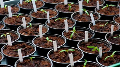 Выращивание рассады помидоров в пеленках: посадка и уход, пикировка томатов  + видео