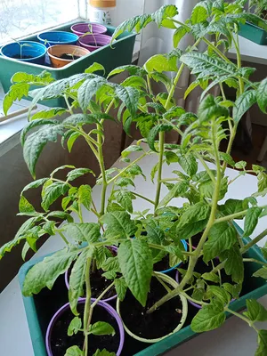 Выращивание рассады томатов (помидоров) - пикировка, полив, уход |  интернет-магазин 6 СОТОК