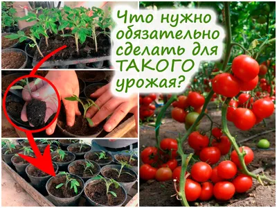 Вкусный Огород: Рассада помидоров без пикировки