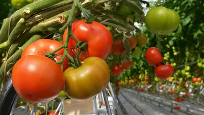 Пикировка рассады томатов без ошибок: что и как нужно делать