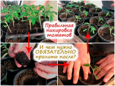 Как правильно пикировать томаты, и стоит ли прищипывать корень?