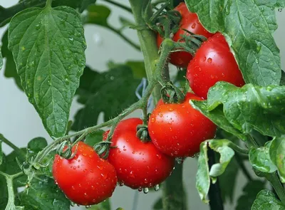 Самые распространенные ошибки при пикировке: эти советы помогут получить  качественную рассаду томатов