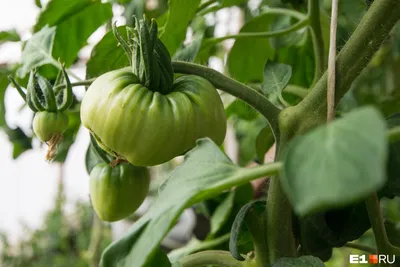Когда сажать помидоры на рассаду 2023 посадка семян по лунному календарю