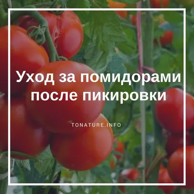 Пикировка томатов в 2022 году: сроки по лунному календарю, уход | ivd.ru