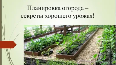 Планировка огорода и расположение грядок | Огородовед.com | Дзен