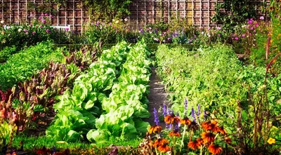 Как красиво обустроить сад или огород своими руками - новости компании  «Красный бант»