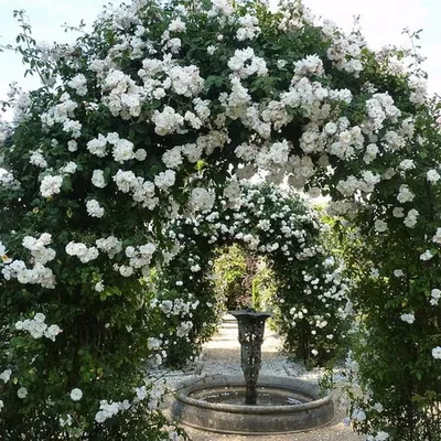 Плетистые розы в саду фото фото