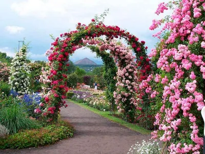 Плетистые розы — отличное украшение для фасада дома👍 | Rose garden  landscape, Rose garden design, Beautiful flowers garden