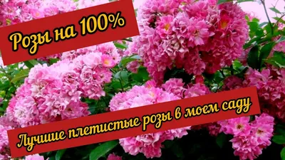 garden roses, плетистые розы в саду, фото плетущиеся розы на даче, плетистые  розы на арке, роза плетистая алоха фото и описание, плетистая роза,  Флористика на свадьбу Москва