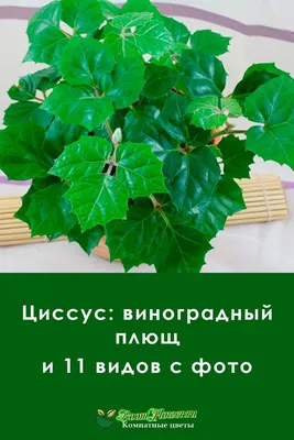 Купить Плющ Ирландский в Сочи. Питомник растений