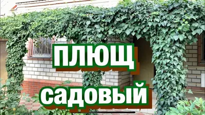 Как вырастить плющ на даче и в квартире в 2023 году: правила посадки и  ухода | myDecor