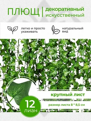 Архів Цветы моего сада :плющ уличный ( цветной): 25 грн. - Свіжозрізані  квіти, букети Миколаїв на BON.ua 10582967