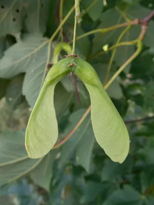 Клен серебристый, acer saccharinum