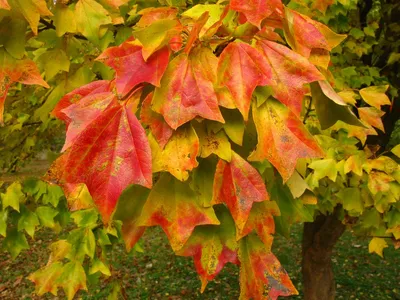 ЗИМОЙ ДАЖЕ ПРОЩЕ отличить клён от ясеня. 🍁 У клёнов двойные плоды с  выраженной «лопастью». У остролистного «развёрнутые» в 180'… | Instagram