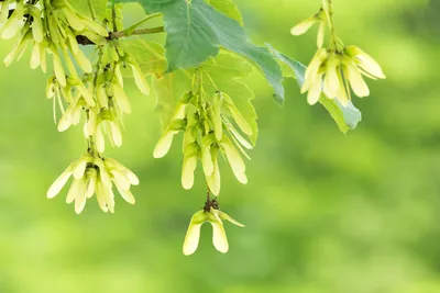 Фотокаталог растений: Клён ложноплатановый (Acer pseudoplatanus)