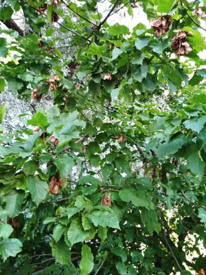 0518winged Ореховый Плод Горного Клена Acer Pseudoplatanus Кленовое Дерево  — стоковые фотографии и другие картинки Без людей - iStock