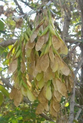 Фотокаталог растений: Клён ложноплатановый (Acer pseudoplatanus)