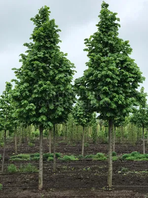 Закройте Плод Липы, Зеленое Дерево Извести, Свисающее С Его Ветвей. Известь  - Это Сырые Продукты Питания Таиланда. Фотография, картинки, изображения и  сток-фотография без роялти. Image 81976711