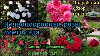 Почвопокровные розы моего сада. Обзор сортов. Самые неприхотливые розы. -  YouTube