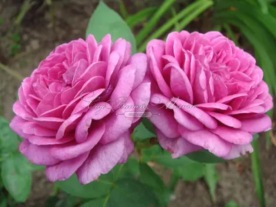 Почвопокровные розы: описание, посадка, уход, обрезка. Как сажать  почовпокровную розу