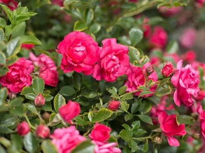 Почвопокровные розы - купить зимостойкие саженцы роз в России в интернет  магазине Долина Растений