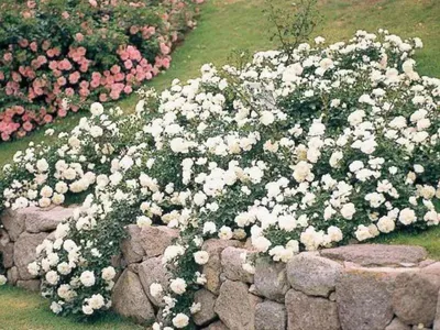 Почвопокровные розы Ландшафтный дизайн Фото | GreenPost