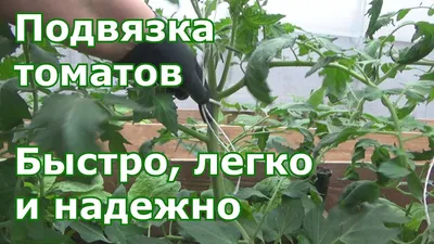 Стоит ли покупать Кистедержатель двойной крючок 50 штук поддержка опора  держатель подвязка фиксатор крепление для кистей томатов (помидор)? Отзывы  на Яндекс Маркете