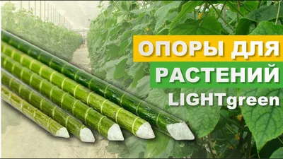 Как подвязать помидоры в теплице, как подвязать помидоры, как часто  поливать помидоры в Новосибирске, как пасынковать помидоры, как подкормить  помидоры июнь 2022 г. - 25 июня 2022 - НГС