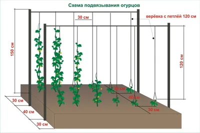 Огурцы в теплице: посадка, полив, подкормка, уход, сорта