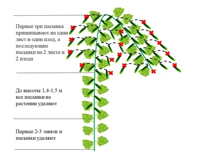 Самые урожайные сорта огурцов для теплицы - полезные статьи о садоводстве  от Agro-Market24