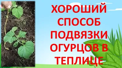 Подвязка огурцов в теплице из поликарбоната | Мой любимый огород | Дзен