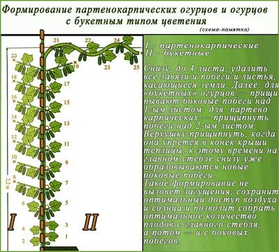 Огурцы в теплице: выращивание, посадка, правильный уход и сбор урожая