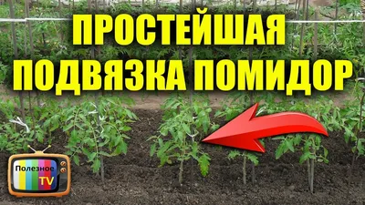 ПРОСТЕЙШАЯ ПОДВЯЗКА ПОМИДОР - YouTube